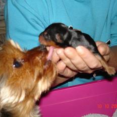 Yorkshire terrier Ludwig