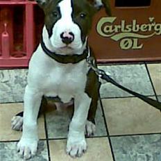 Amerikansk staffordshire terrier Armani