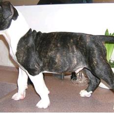 Amerikansk staffordshire terrier Armani