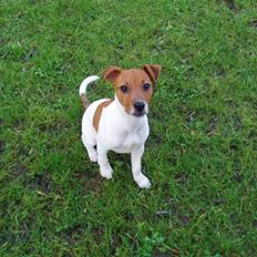 Dansk svensk gaardhund Liva