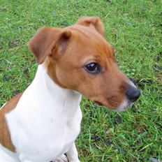 Dansk svensk gaardhund Liva