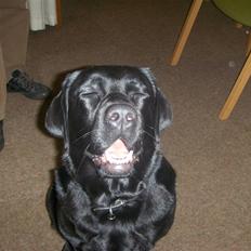 Labrador retriever Anja