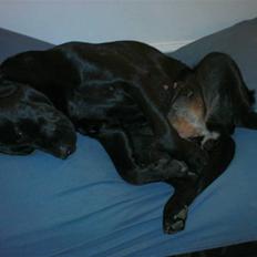 Labrador retriever Anja