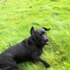 Labrador retriever Anja