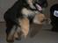 Schæferhund Odin R.I.P. - er jeg ikke køn