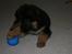 Schæferhund Odin R.I.P. - ingen tager min bold.ss