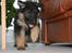 Schæferhund Odin R.I.P. - i fuld fart
