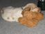 Cocker spaniel Freja r.i.p 20.1.19 - zzzzzzz