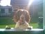 Engelsk springer spaniel tikki  R.I.P - i sol lys.. XD