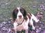 Engelsk springer spaniel tikki  R.I.P - det er en grå trist dag.. ej joke det er kun en grå dag.. hæh..