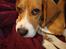 Beagle Cosmo