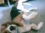 Beagle Cosmo