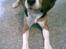 Beagle Cosmo