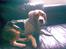 Beagle Cosmo