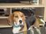 Beagle Cosmo
