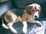 Beagle Cosmo