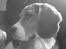 Beagle Cosmo