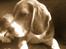Beagle Cosmo