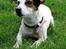 Jack russell terrier * Ellegårdens Jæger *  - elsker den smukke hund <3