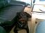 Rottweiler Bailey * R.I.P *