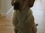 Labrador retriever Berta