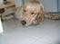 Labrador retriever Berta