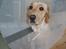 Labrador retriever Berta - Lidt sølle har man vel lov at være med sådan en skærm omkring hovedet...