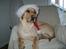 Labrador retriever Berta - Mor synes jeg skulle udstilles til årets julekort...