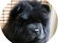 Chow chow Gonzo