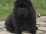 Chow chow Gonzo