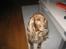 Cocker spaniel Tessi - øhh, gir du en kiks?