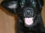 Flat coated retriever Robin - jeg er skam en glad hund, smile kan jeg da helt sikkert <3