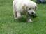 Golden retriever Lapija´s Bulder Balou