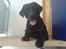 Labrador retriever Baloo regnr. 09914/2006 - Her er drengerøven. Baloo er mit navn