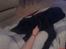 Labrador retriever Baloo regnr. 09914/2006 - Ligger nok godt her!