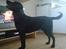 Labrador retriever Baloo regnr. 09914/2006 - Sådan ser jeg ud. Lækker dreng, ik