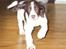 Engelsk springer spaniel Oscar  31.01.1999 - 08.02.2013 - Lille Oscar er kun 9 uger gammel på dette billede.