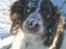 Engelsk springer spaniel Oscar  31.01.1999 - 08.02.2013 - Oscar hygger sig i sneen 22. november 2008