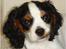 Cavalier king charles spaniel Lundholms Arnold - Så sød er jeg