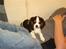 Cavalier king charles spaniel Lundholms Arnold - Det er dejligt at ligge hos enten far eller mor