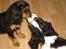 Cavalier king charles spaniel Lundholms Arnold - Her er jeg sammen med min bedste ven Chuck
