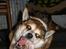 Norsk lundehund Stella (22.4.1997- 3.1.2012)