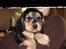 Cocker spaniel havredals Asterix  - jeg er da fotogen ik