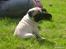 Mops Enzo :) - Og så siger folk at jeg er tyk... Jeg ved ikke hvor de har det fra...