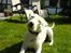 Blanding af racer Emma Dilemma R.I.P - A hva sagde du?