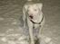 Blanding af racer Emma Dilemma R.I.P - Please, giv mig nu den snebold :-)