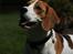 Beagle Mads / Fairytosh Mc. Cafferty - Dejligt billede af Mads :) Fotograf: Jens Hald