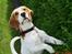 Beagle Mads / Fairytosh Mc. Cafferty - Hej =) - 23.05.08