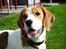 Beagle Mads / Fairytosh Mc. Cafferty - Hjemme i haven :) - 14.06.10