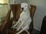 Dogo argentino cano - her sidder jeg godt